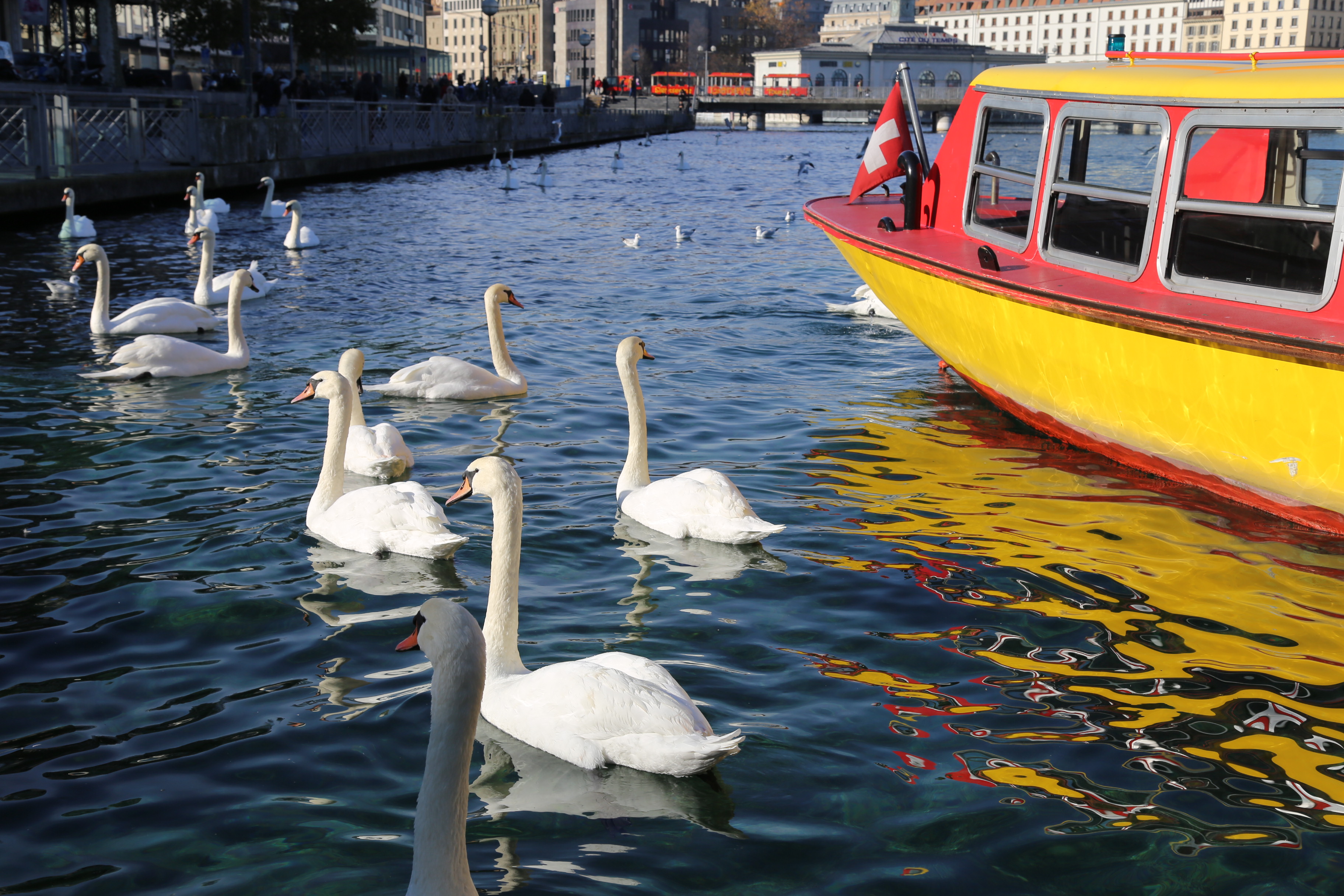 swans in lake geneva